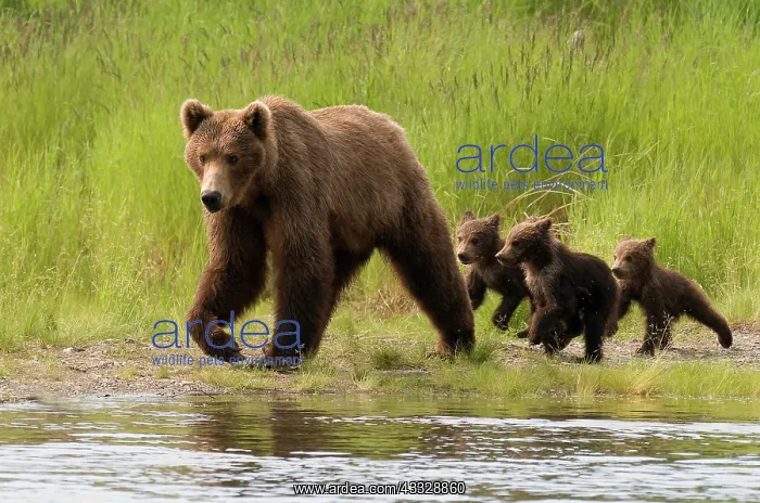 : Grizzly Bear : Grizzly Bear