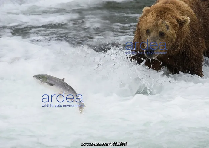 : Grizzly Bear : Grizzly Bear
