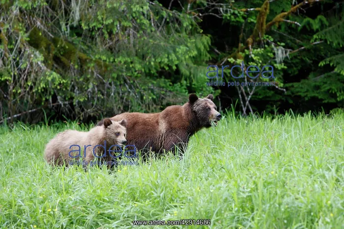 : Grizzly Bear - adult & cub eating grass : Grizzly Bear - adult & cub eating grass