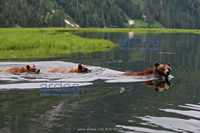  : Grizzly Bear - adult & cub swimming in estuary