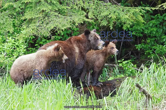 : Grizzly Bear - adult with two cubs eating grass : Grizzly Bear - adult with two cubs eating grass