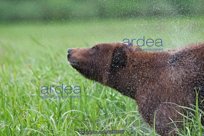 : Grizzly Bear - adult shaking water off : Grizzly Bear - adult shaking water off