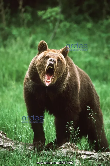 : GRIZZLY BEAR - AGGRESSIVE : GRIZZLY BEAR - AGGRESSIVE