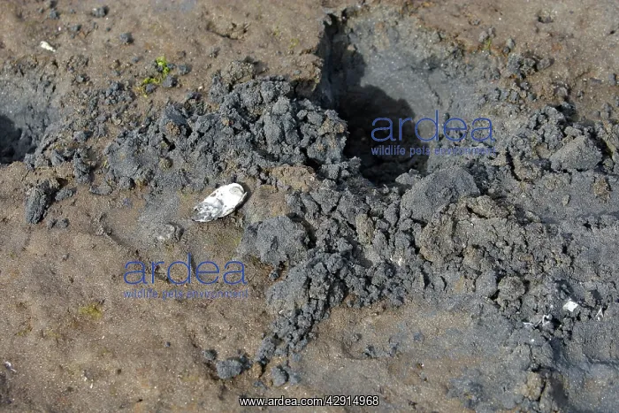 : Grizzly Bear - beach showing marks where bear has : Grizzly Bear - beach showing marks where bear has