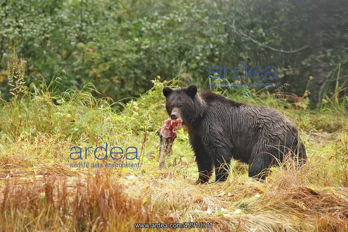  : Grizzly bear - carrying salmon in mouth