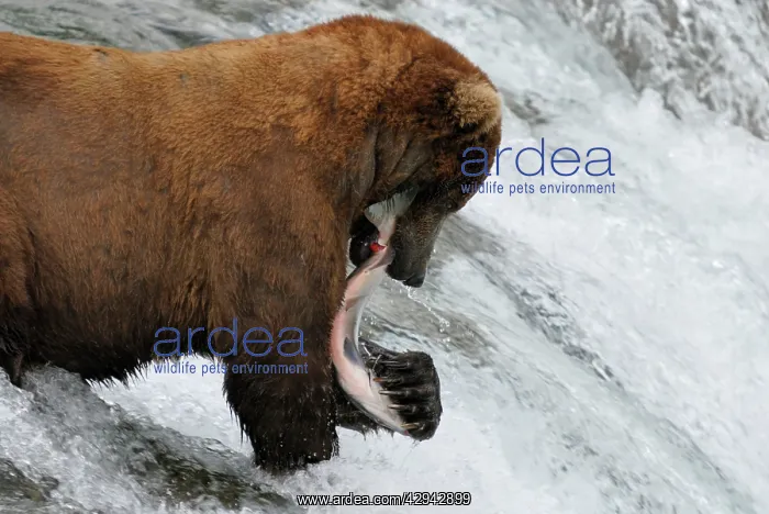 : Grizzly Bear - catching salmon in river : Grizzly Bear - catching salmon in river