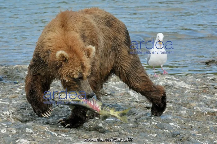  : Grizzly Bear - catching salmon in river