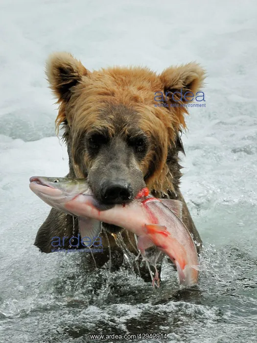 : Grizzly Bear - catching salmon in river : Grizzly Bear - catching salmon in river