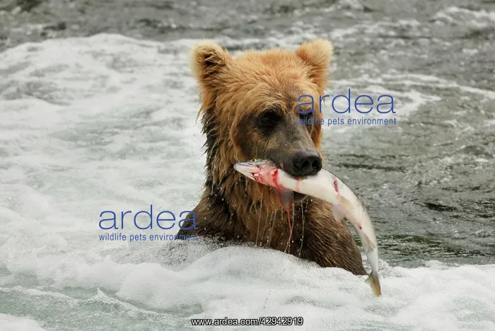 : Grizzly Bear - catching salmon in river : Grizzly Bear - catching salmon in river
