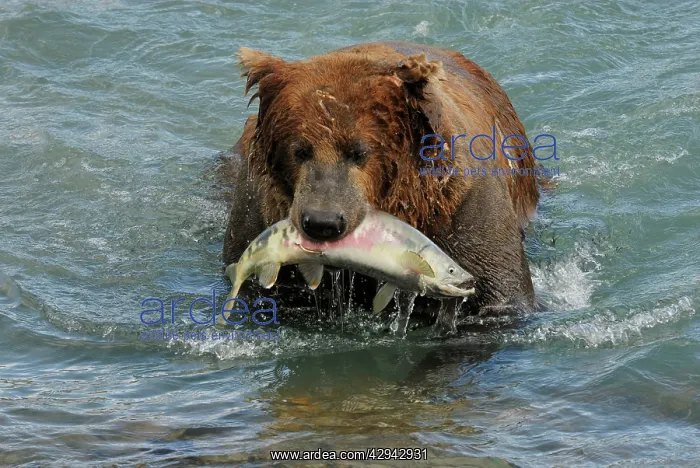 : Grizzly Bear - catching salmon in river : Grizzly Bear - catching salmon in river