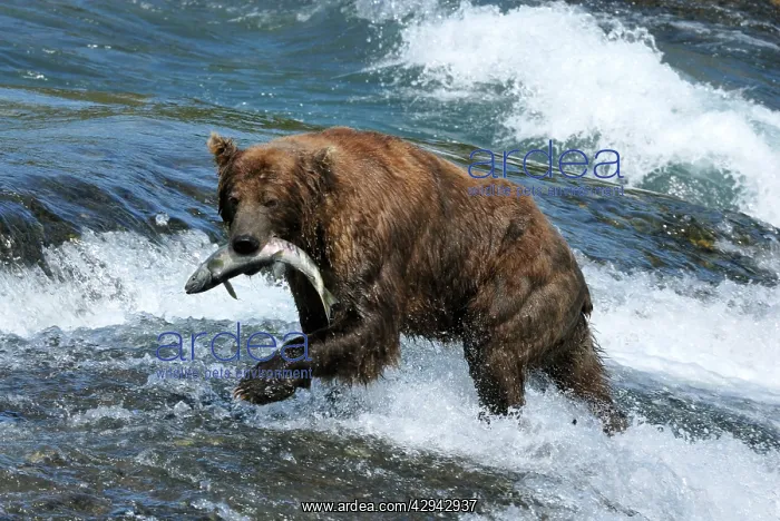 : Grizzly Bear - catching salmon in river : Grizzly Bear - catching salmon in river