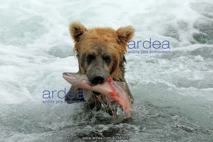 : Grizzly Bear - catching salmon from river : Grizzly Bear - catching salmon from river