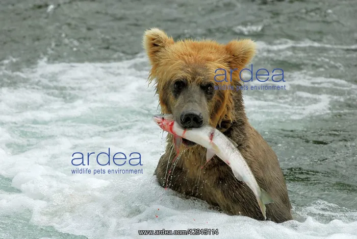: Grizzly Bear - catching salmon from river : Grizzly Bear - catching salmon from river