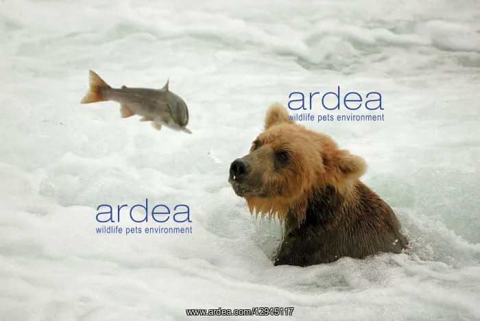 : Grizzly Bear - catching salmon from river : Grizzly Bear - catching salmon from river