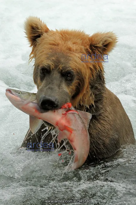 : Grizzly Bear - catching salmon from river : Grizzly Bear - catching salmon from river