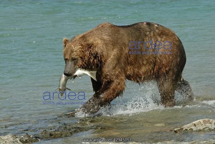 : Grizzly Bear - catching salmon from river : Grizzly Bear - catching salmon from river