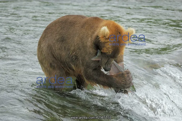 : Grizzly Bear - catching salmon from river : Grizzly Bear - catching salmon from river