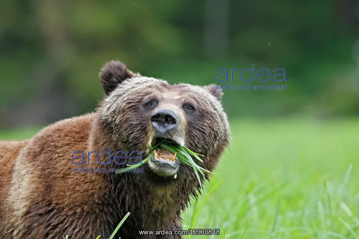 : Grizzly Bear - chewing grass close-up : Grizzly Bear - chewing grass close-up