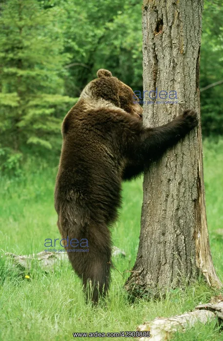 : Grizzly BEAR - chewing tree bark : Grizzly BEAR - chewing tree bark