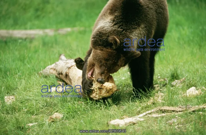 : Grizzly BEAR - chewing wood : Grizzly BEAR - chewing wood