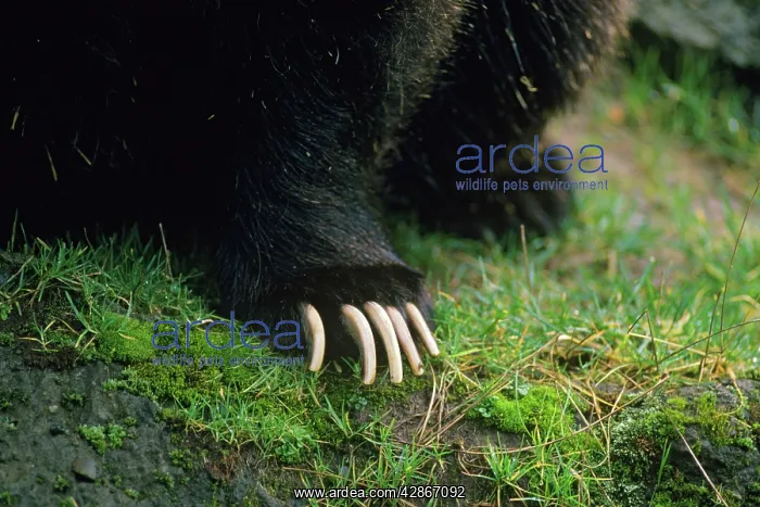  : Grizzly bear claws