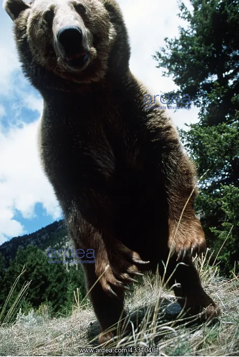 : GRIZZLY BEAR - CLOSE UP : GRIZZLY BEAR - CLOSE UP