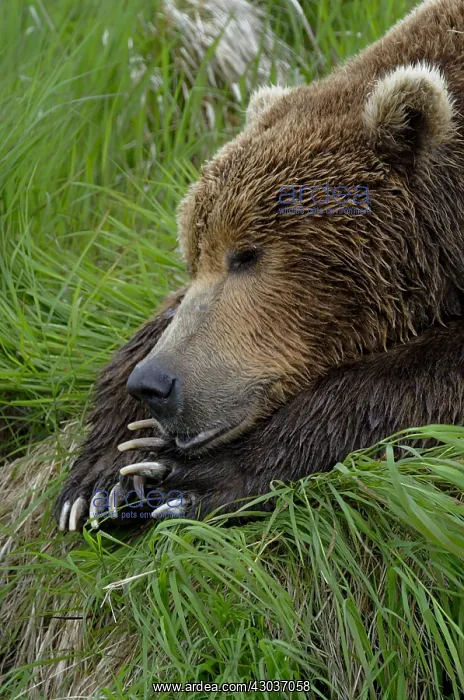 : Grizzly Bear - Close up of Grizzly Bear laying in : Grizzly Bear - Close up of Grizzly Bear laying in