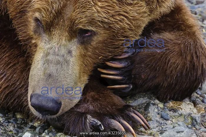 : Grizzly Bear - Close up of Grizzly Bear laying on : Grizzly Bear - Close up of Grizzly Bear laying on