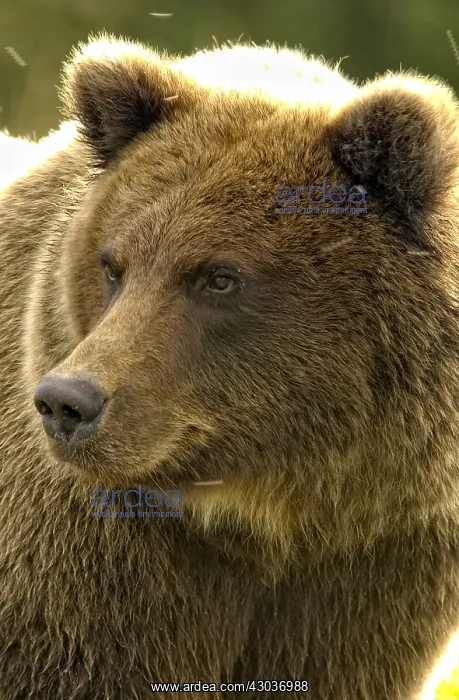 : Grizzly Bear - Close up of Grizzly Bear - North : Grizzly Bear - Close up of Grizzly Bear - North