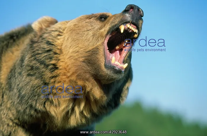 : GRIZZLY BEAR - close-up of head roaring : GRIZZLY BEAR - close-up of head roaring