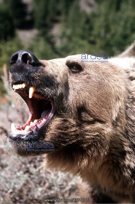 : GRIZZLY BEAR - close-up of head roaring : GRIZZLY BEAR - close-up of head roaring