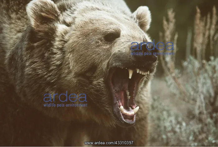  : GRIZZLY BEAR - close-up of head, roaring