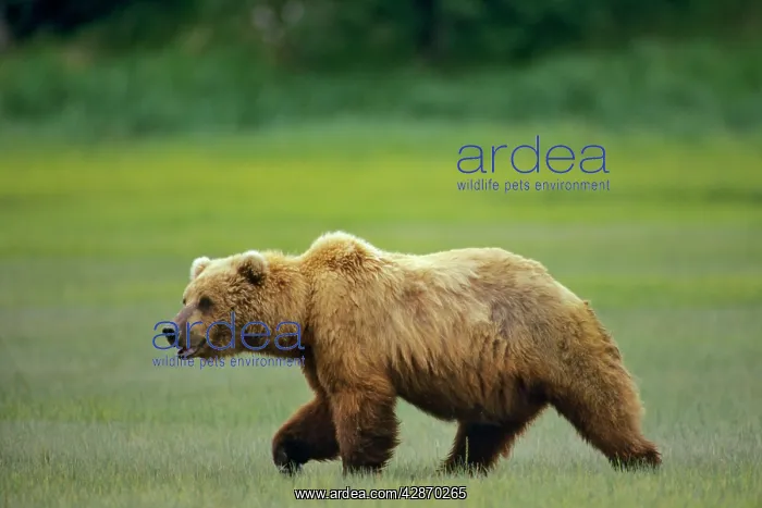 : Grizzly Bear / Coastal Brown Bear along the Katmai coast : Grizzly Bear / Coastal Brown Bear along the Katmai coast