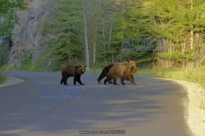 : Grizzly Bear - crossing road : Grizzly Bear - crossing road