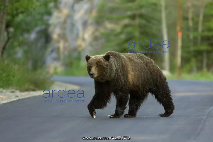 : Grizzly Bear - crossing road : Grizzly Bear - crossing road