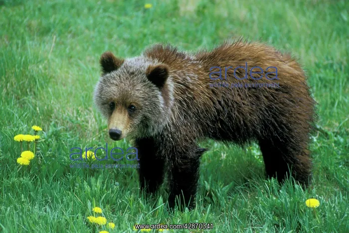 : Grizzly Bear Cub : Grizzly Bear Cub