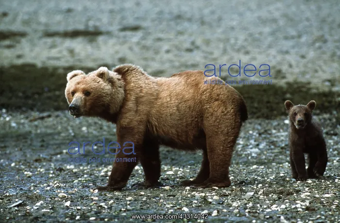 : GRIZZLY BEAR and cub : GRIZZLY BEAR and cub