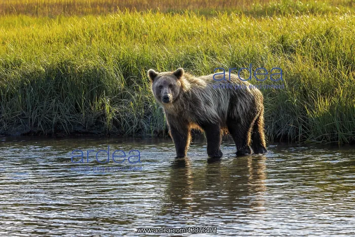 : Grizzly bear cub crossing grassy meadow, Lake Clark : Grizzly bear cub crossing grassy meadow, Lake Clark