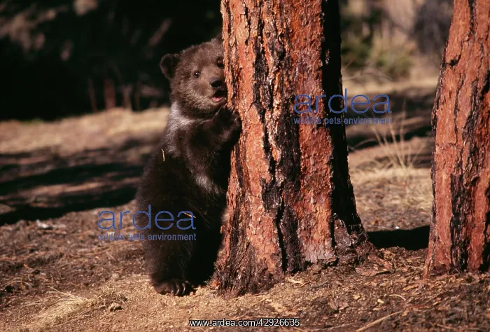 : Grizzly BEAR - cub in Ponderosa Pine Forest, by tree : Grizzly BEAR - cub in Ponderosa Pine Forest, by tree