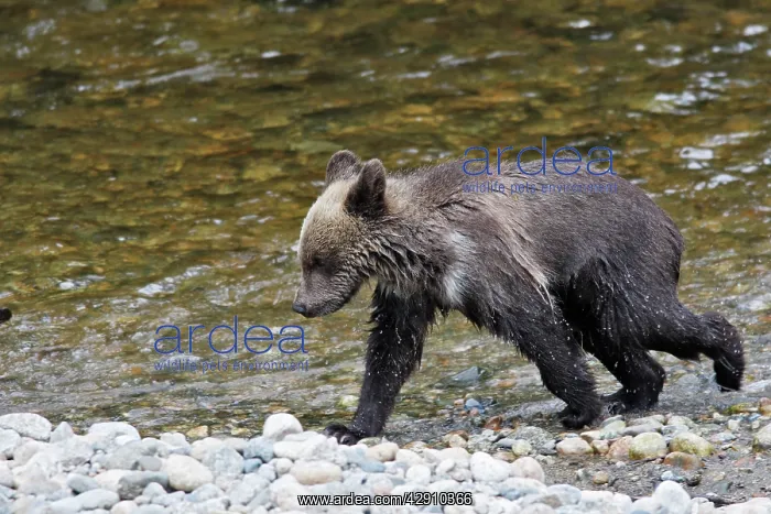  : Grizzly bear - cub by river