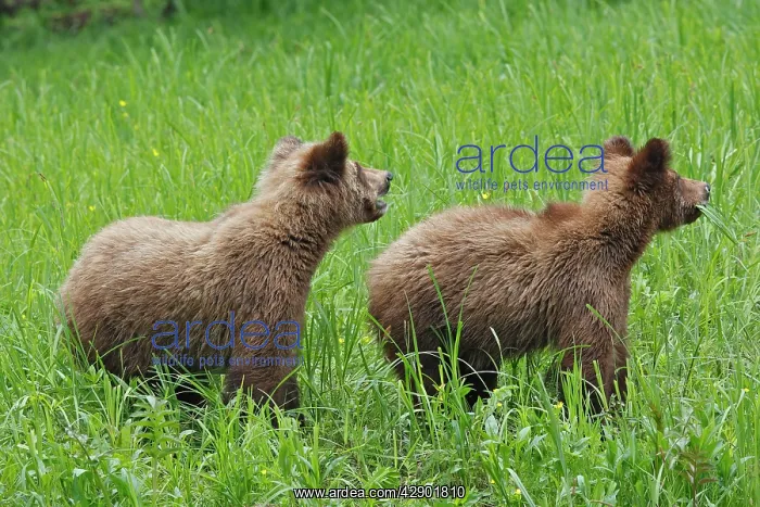 : Grizzly Bear - two cubs eating grass : Grizzly Bear - two cubs eating grass
