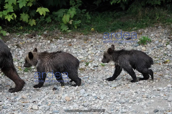 : Grizzly bear - two cubs following mother : Grizzly bear - two cubs following mother