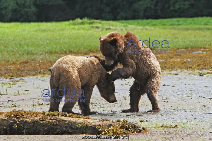: Grizzly Bear - two cubs play-fighting : Grizzly Bear - two cubs play-fighting