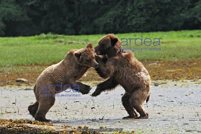 : Grizzly Bear - two cubs play-fighting / wrestling : Grizzly Bear - two cubs play-fighting / wrestling