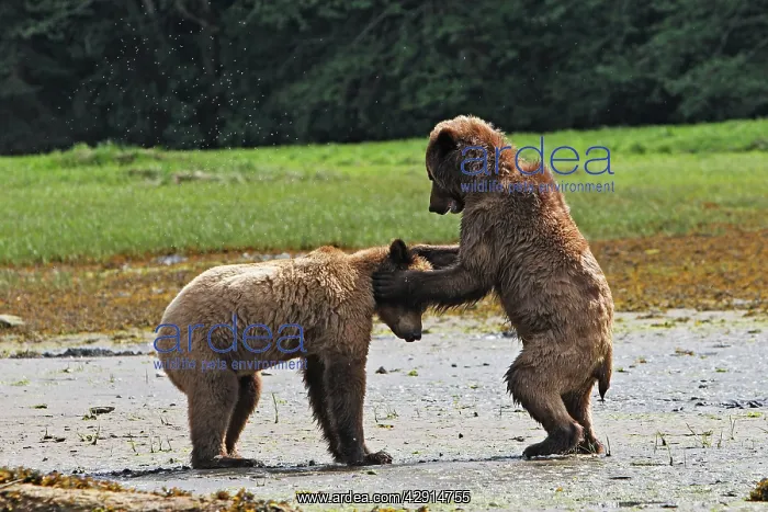 : Grizzly Bear - two cubs play-fighting / wrestling : Grizzly Bear - two cubs play-fighting / wrestling