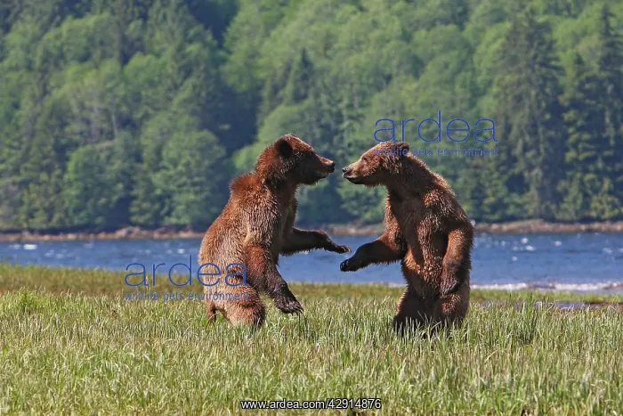 : Grizzly Bear - two cubs play-fighting / wrestling : Grizzly Bear - two cubs play-fighting / wrestling