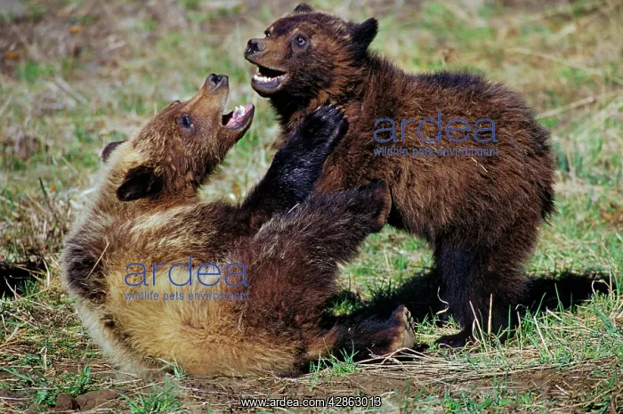 : Grizzly BEAR - cubs playing / wrestling in Spring : Grizzly BEAR - cubs playing / wrestling in Spring