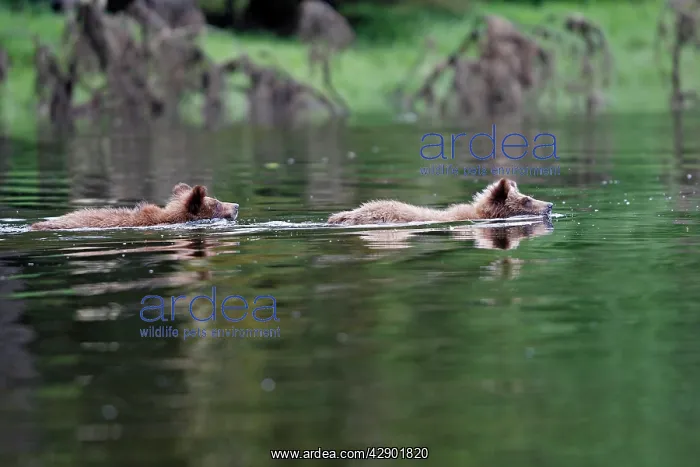 : Grizzly Bear - two cubs swimming in estuary : Grizzly Bear - two cubs swimming in estuary