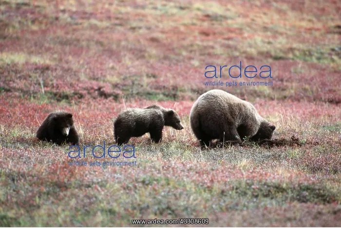 : GRIZZLY BEAR with cubs x two : GRIZZLY BEAR with cubs x two