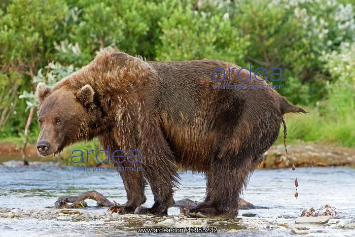 : Grizzly Bear - defecating in the river : Grizzly Bear - defecating in the river